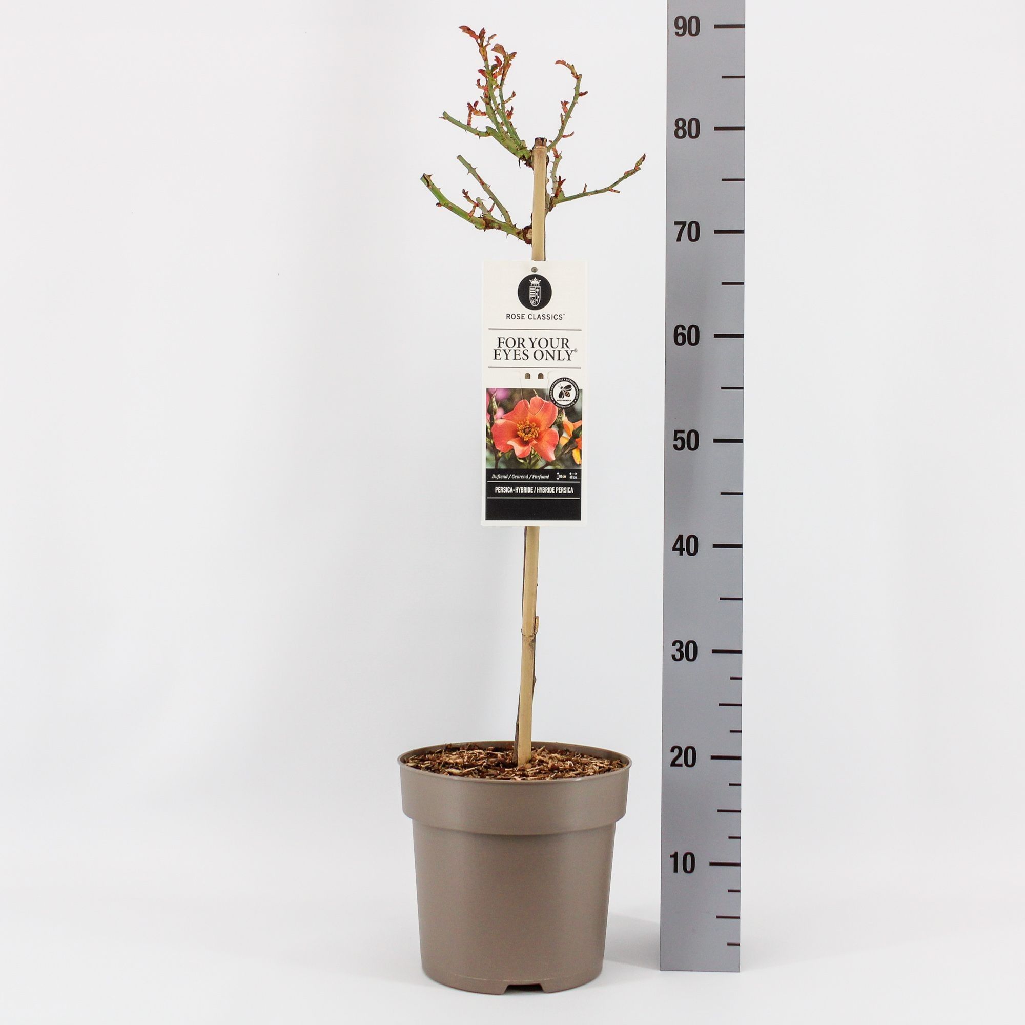 Rosa (Persica) For Your Eyes Only ®, stam 50, C6, D 24