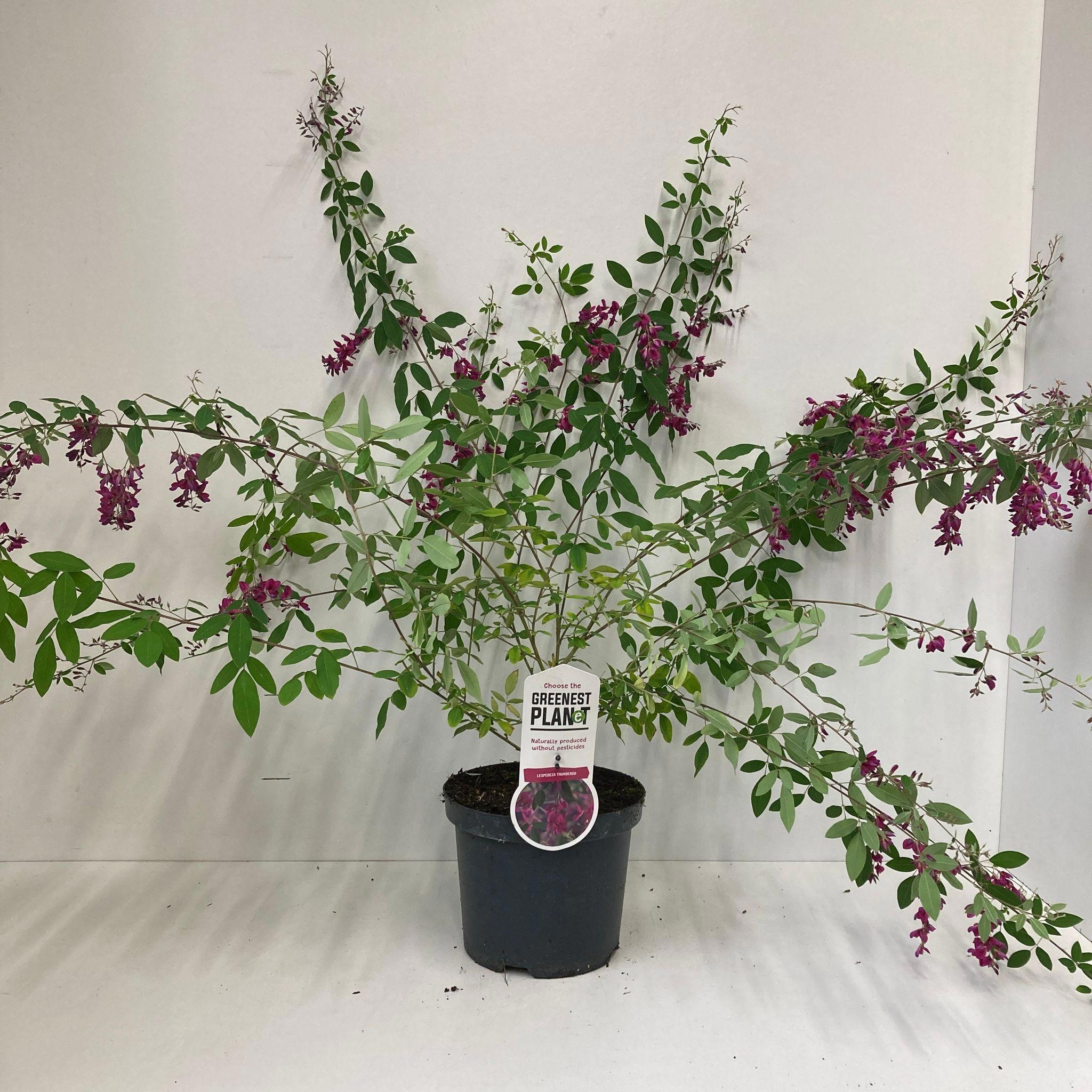 Lespedeza thunbergii, D 19
