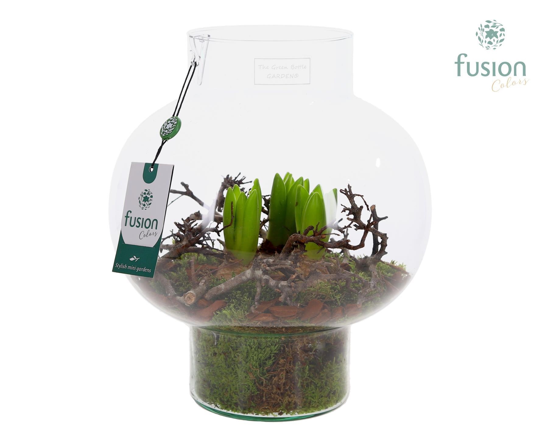 Green Bottle Laura met hyacinten, D 26