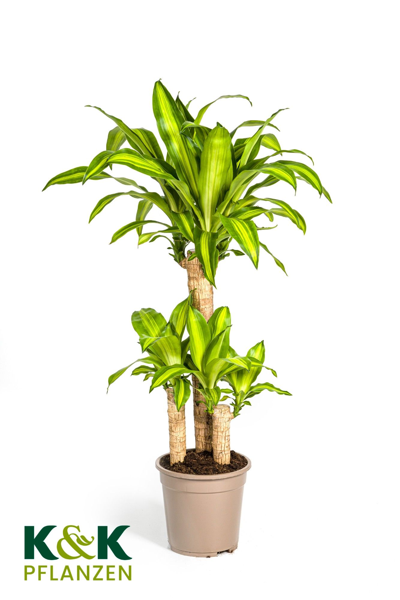Dracaena fragrans Massangeana T21, D 21