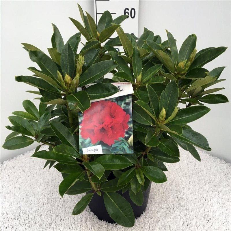 Rhododendron 'Red Jack', D 29