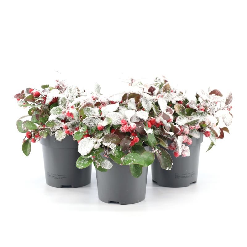 Gaultheria pr. 'Big Berry'® P10 + Snow, D 10 cm