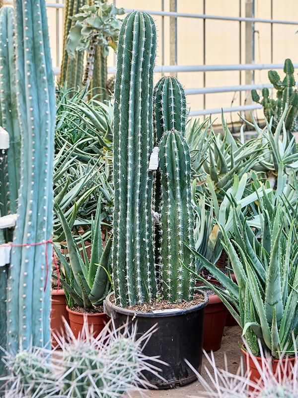Pachycereus 'Pecten Aboriginum', D 40