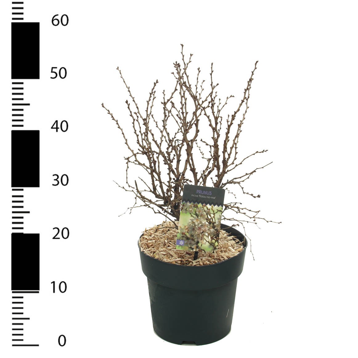 Prunus incisa 'Kojou-no-mai', D 23