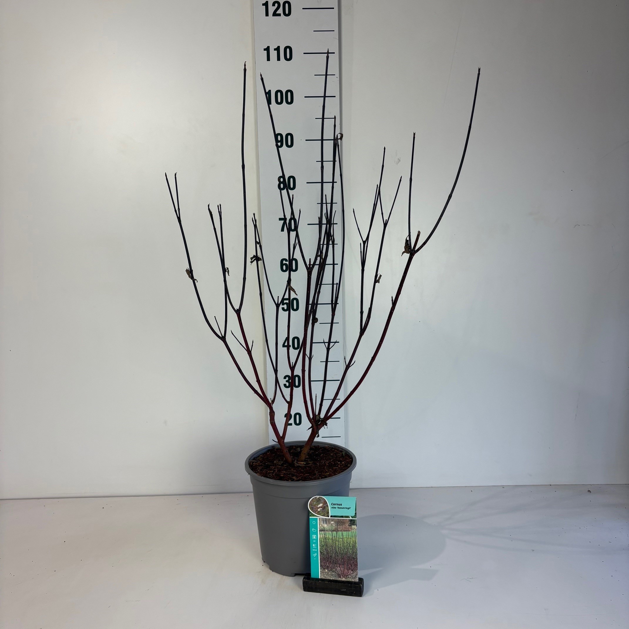Cornus alba Kesselringii, D 24