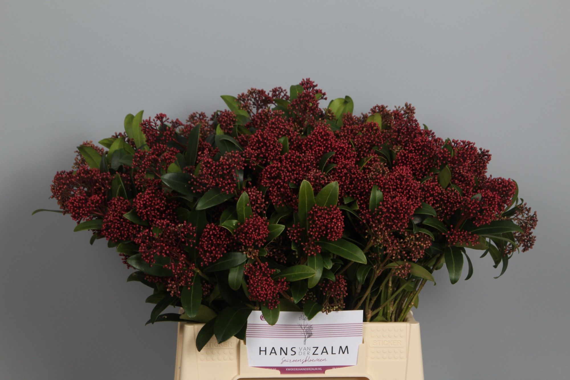 Скимия Рубелла за пучок 45 (красн.), пуч.