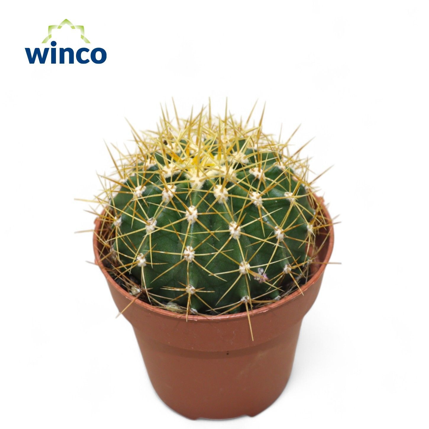 Ferocactus Schwarzii, D 8,5 cm
