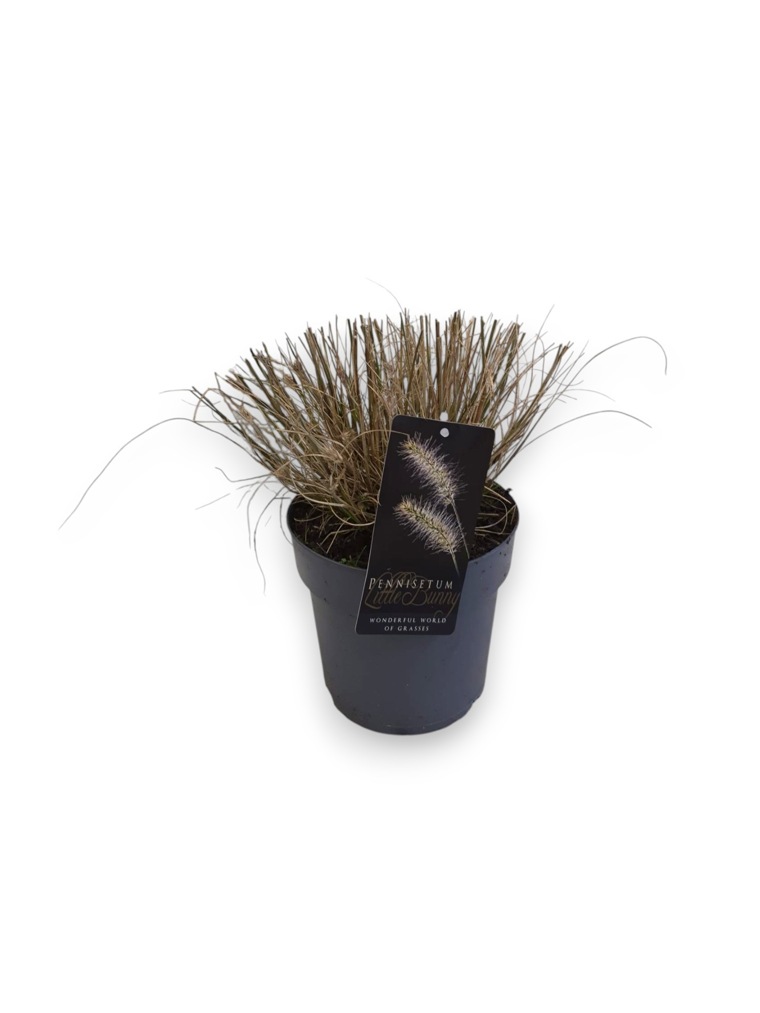 Pennisetum al. Little Bunny C3/P19, D 19