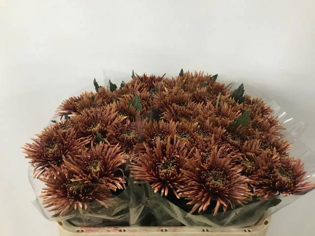 Хризантема од. Тула Купер 75, шт.