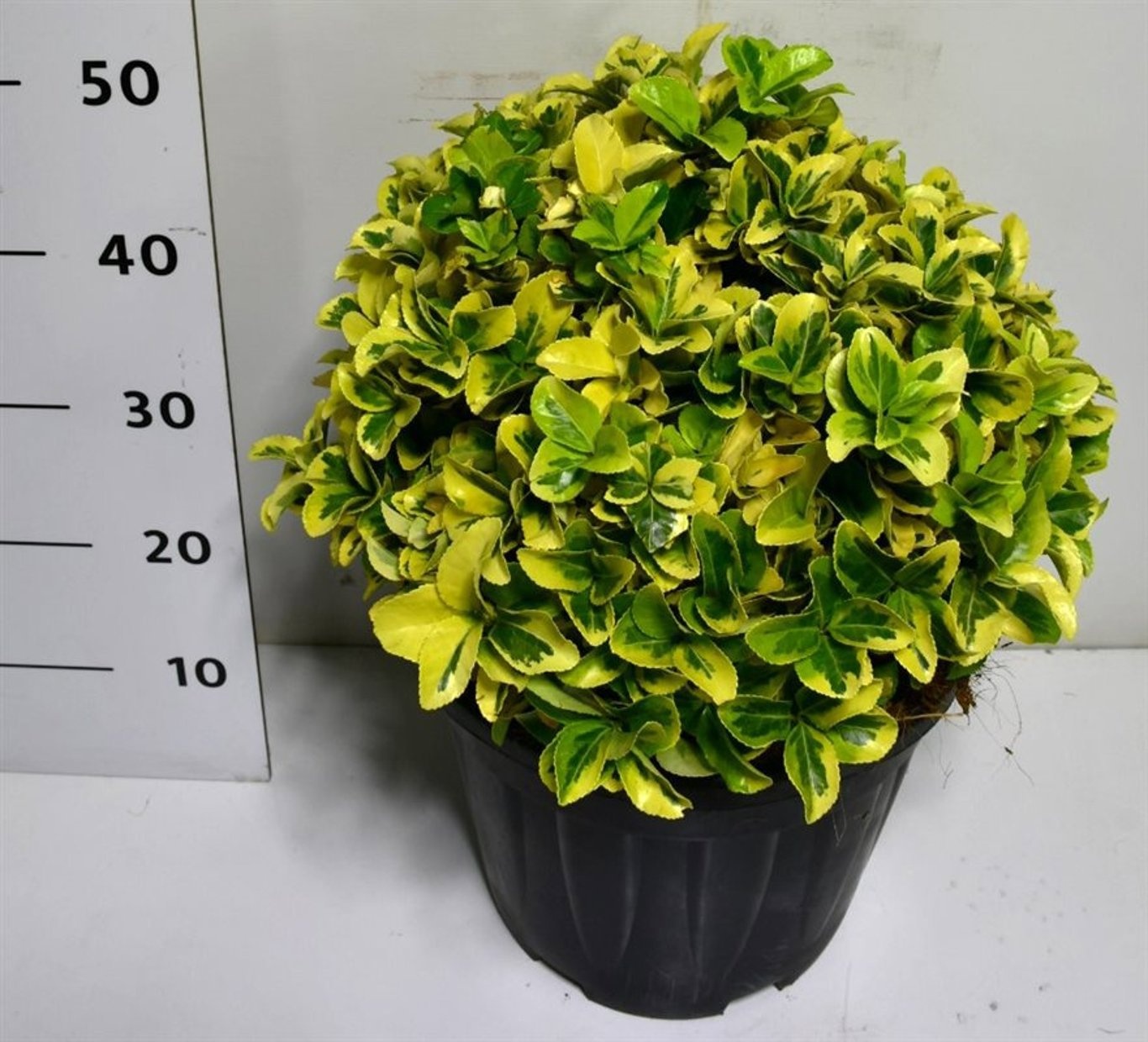 Euonymus jap. 'Aureus', D 32 cm