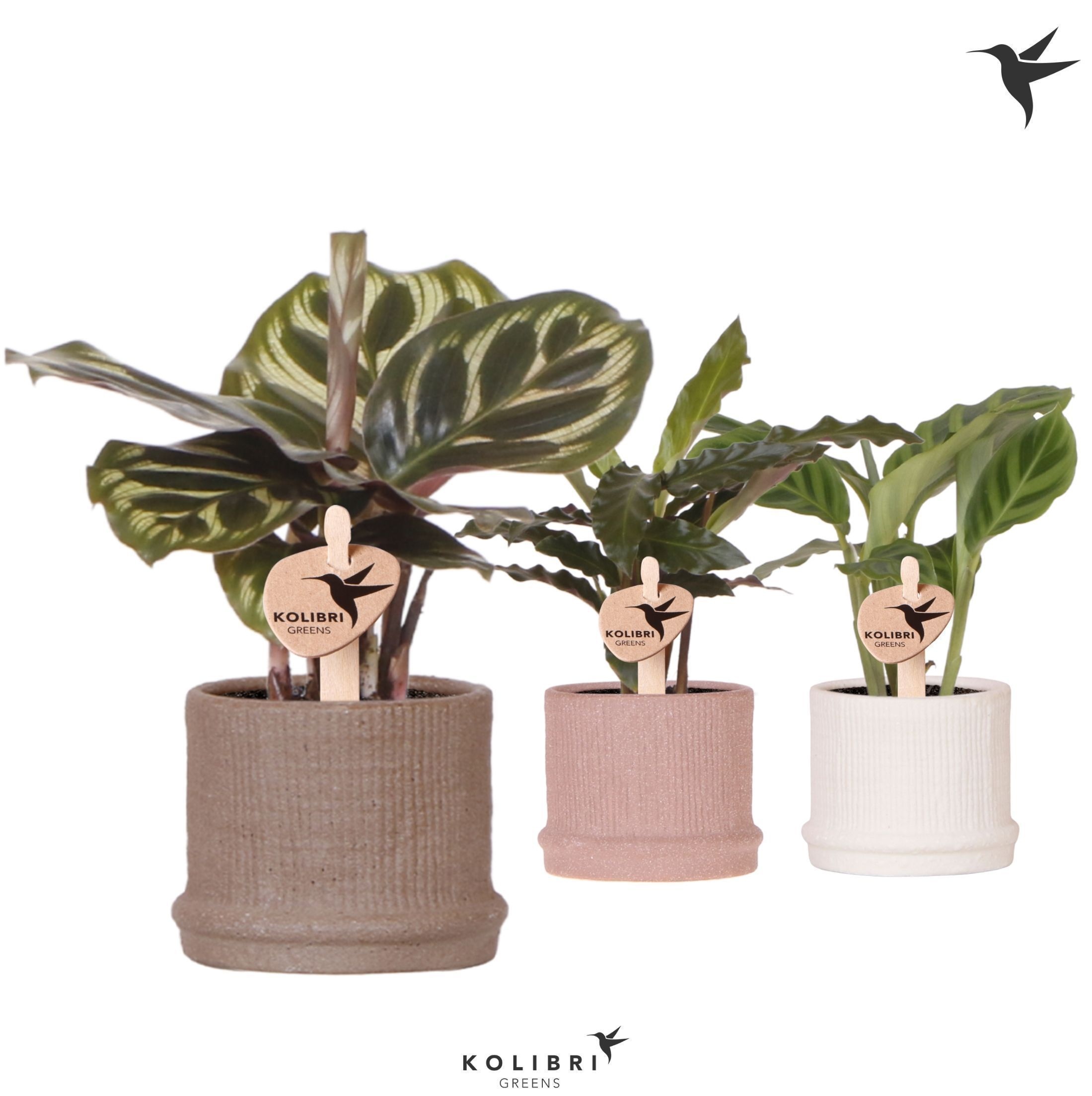 Kolibri Greens Calathea mix in Bali pot mix, D 6