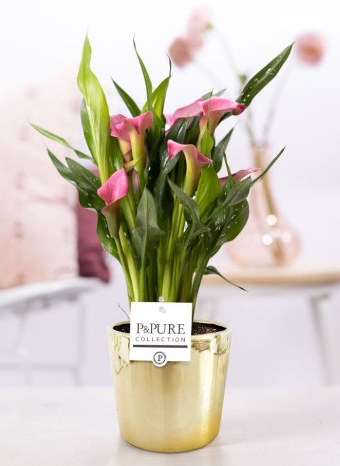 Zantedeschia pink in P&PURE Laryssa ceramics shiny gold, D 12