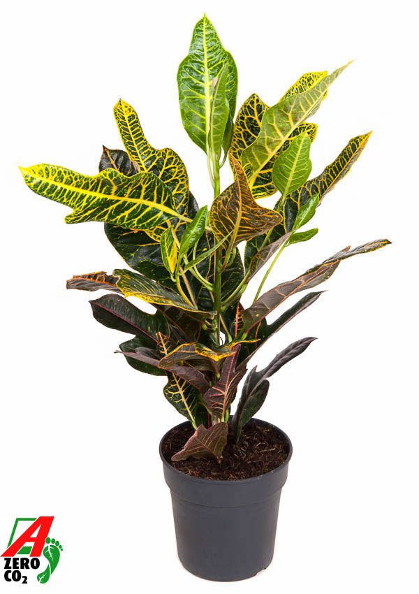 Codiaeum Excellent 1PP P19, D 19