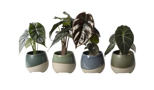 Alocasia Mix L 65649, D 6 cm