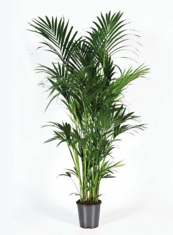 Howea forsteriana 220cm (Kentia), D 27