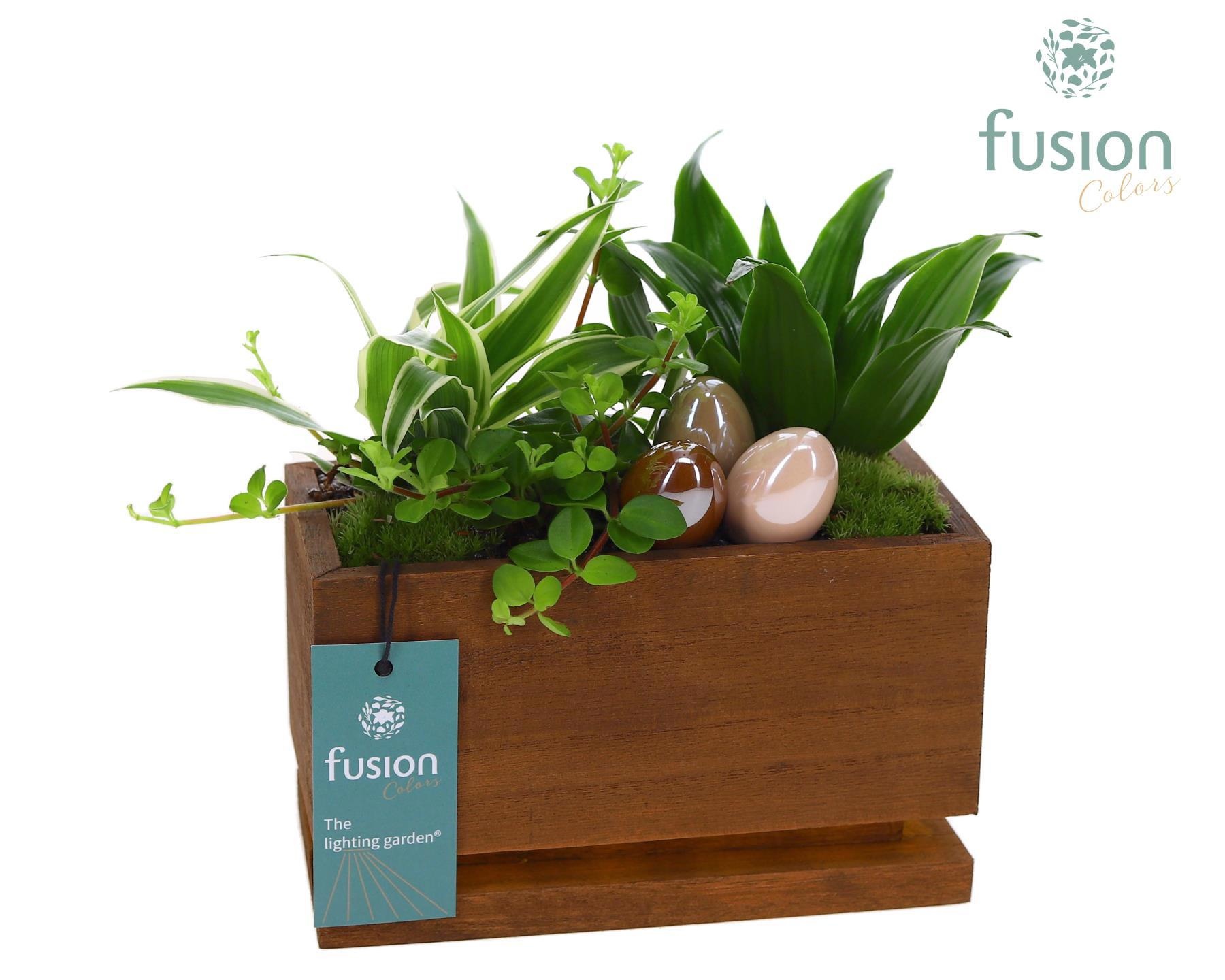 The Lighting Garden LED Small Pasen met arrangement, D 19