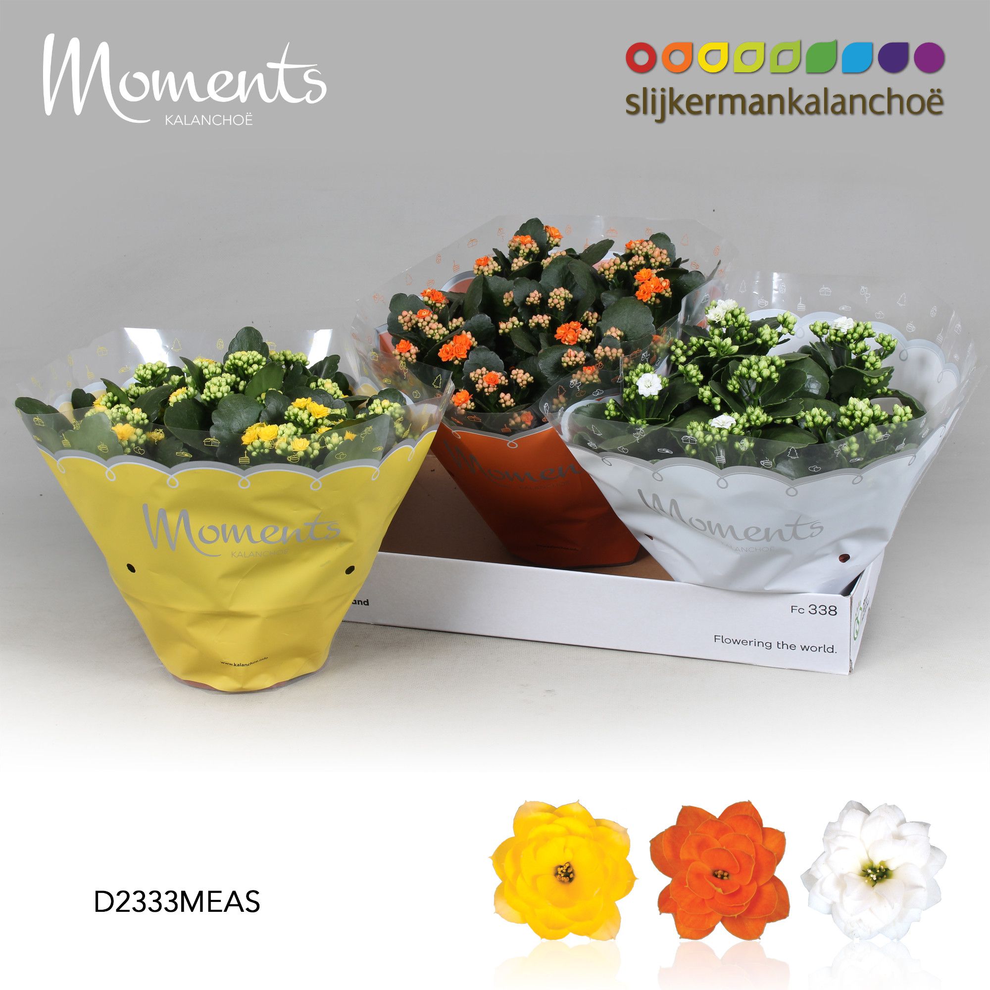 Kalanchoe Moments - Easter Moments, D 23