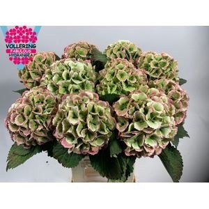 Гортензия Лоли Поп Классик 60, шт.