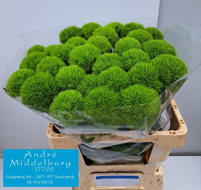 Диантус Барбатус Киви Меллоу Кул 60, шт.