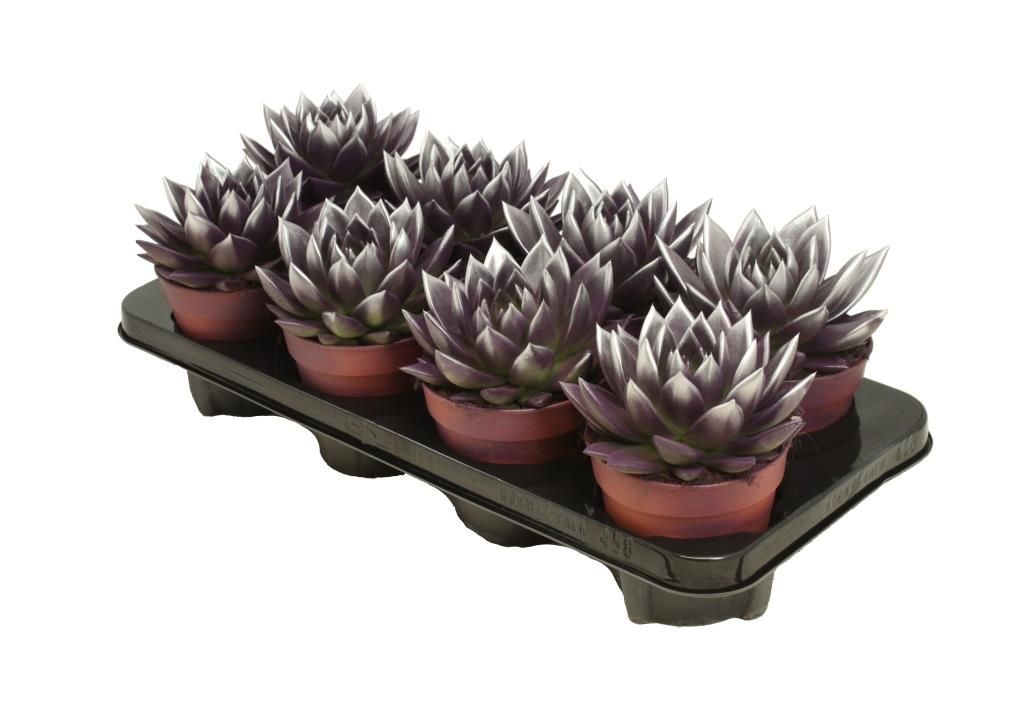 Miranda bicoloured dark purple/silver, D 12