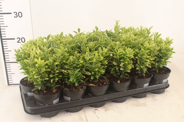 Euonymus jap. 'Golden Rocket', D 9