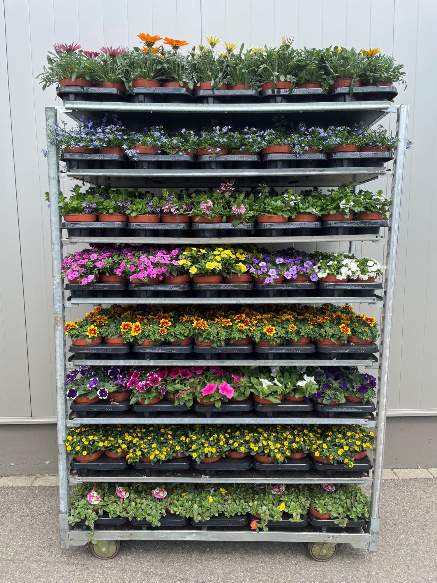 Perkplanten Mixkar 13 cm, D 13