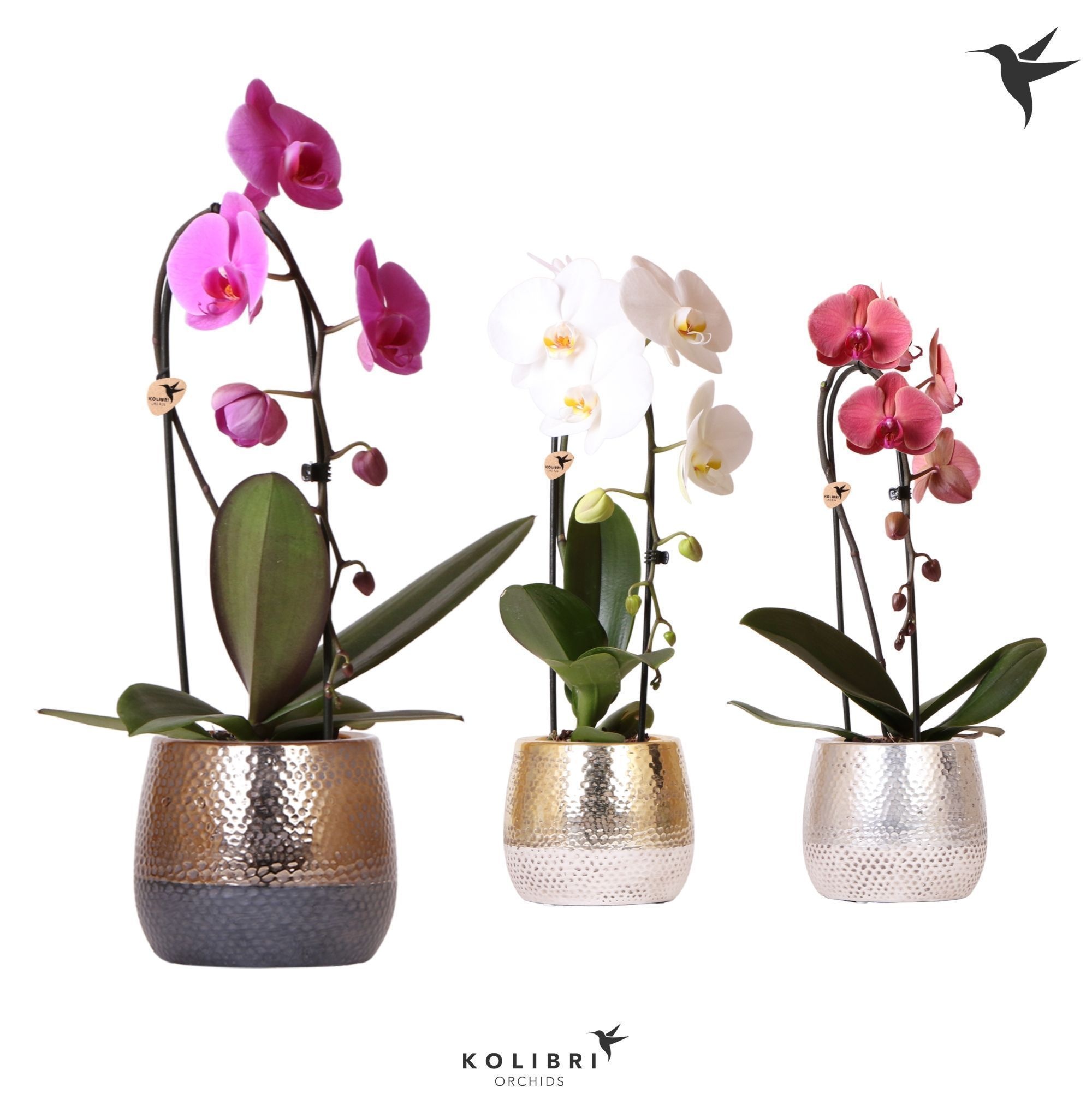 Kolibri Orchids Cascade Niagara Fall mix 1 spike in Elite pot mix, D 12