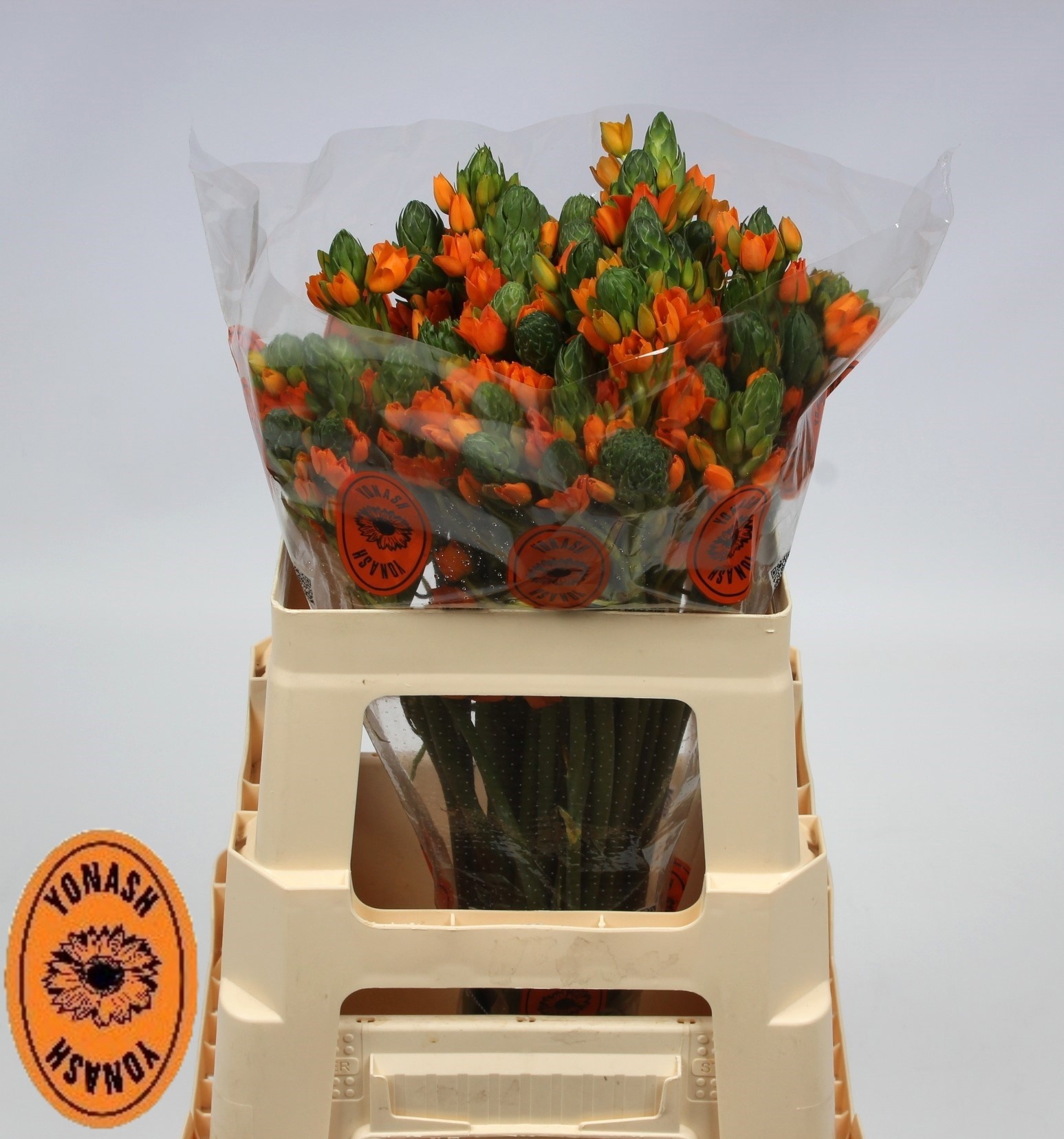 Орнитогалум Саншайн 55 (оранж.), шт.