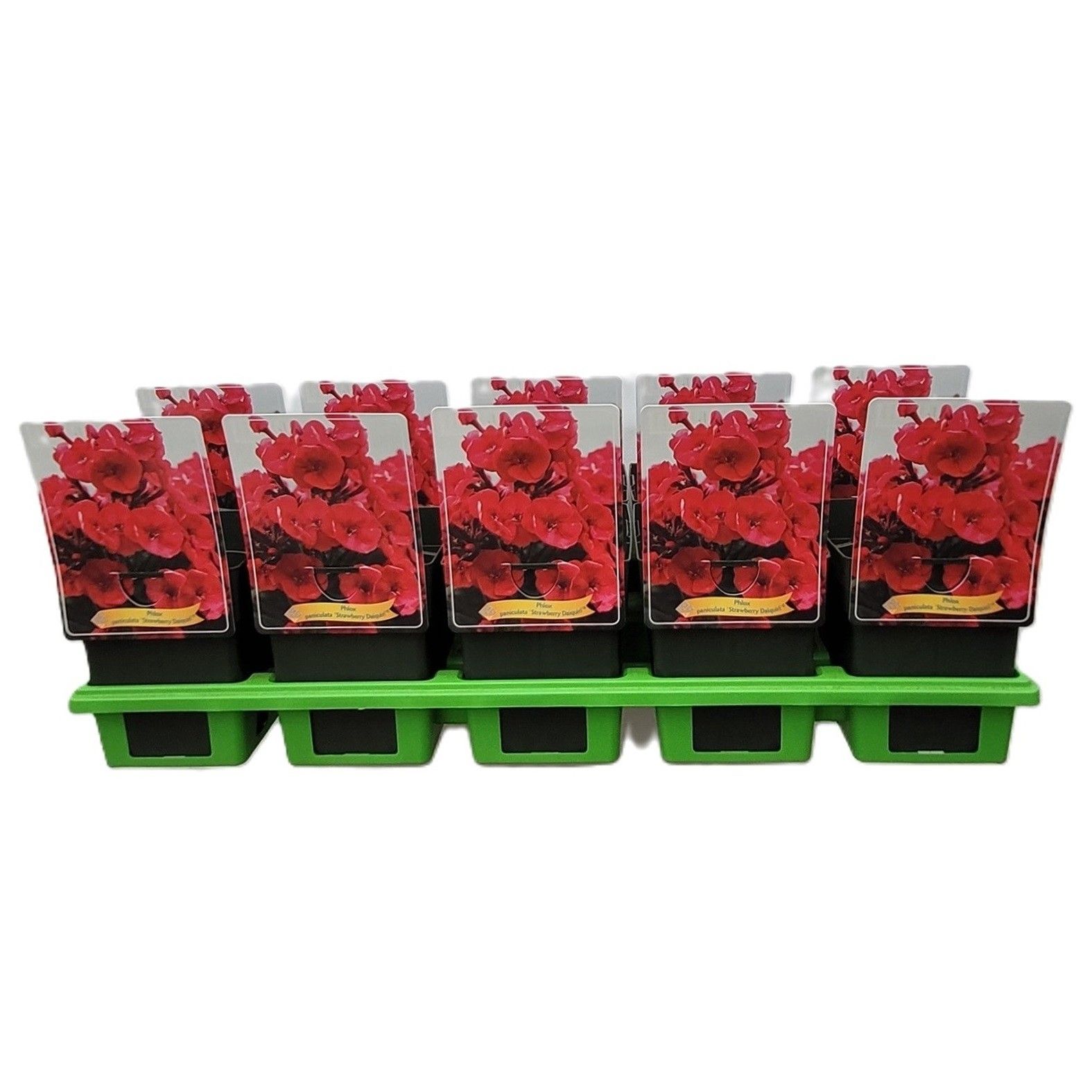 Phlox Paniculata 'Strawberry Daquiri' P11, D 11