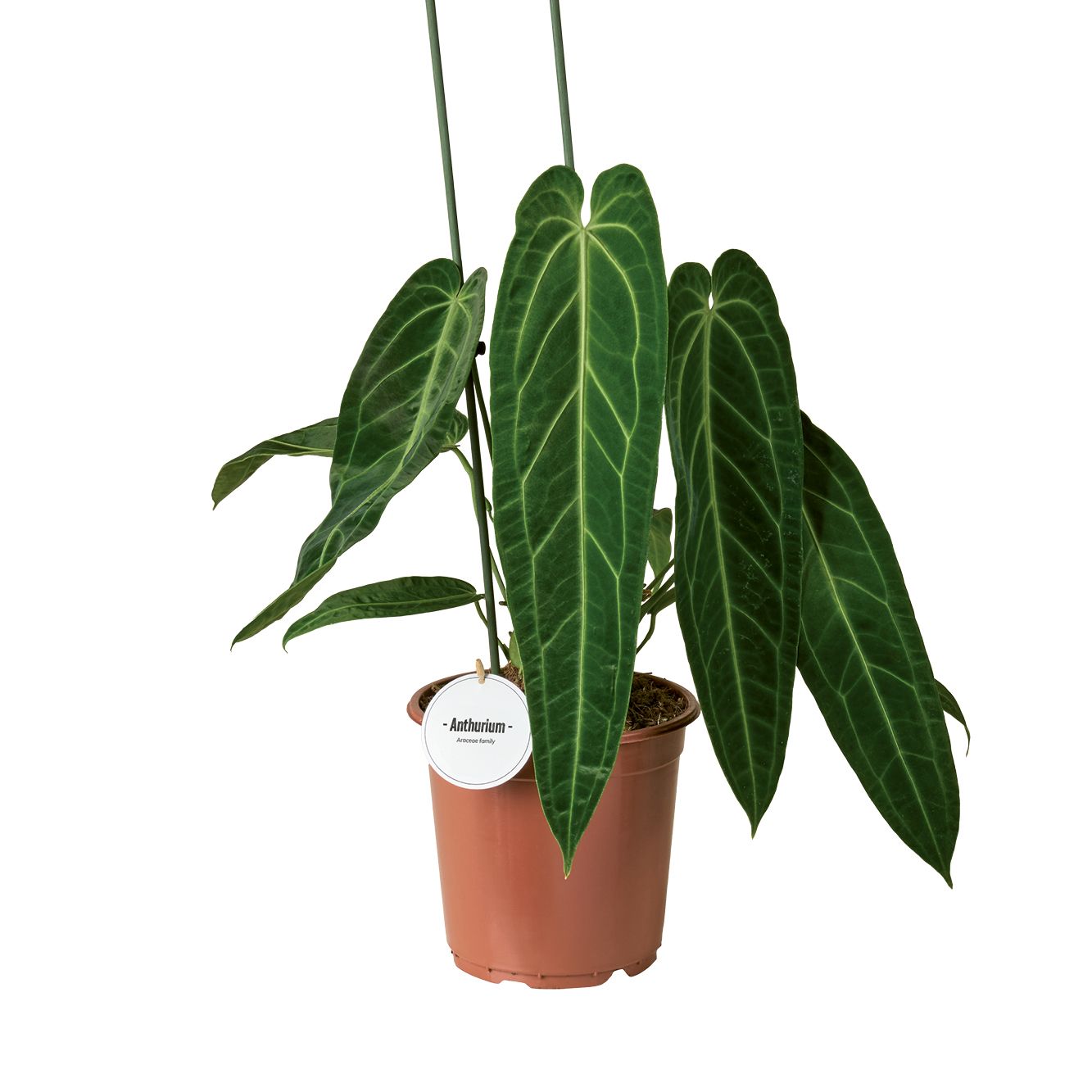 Anthurium Warocqueanum, D 21