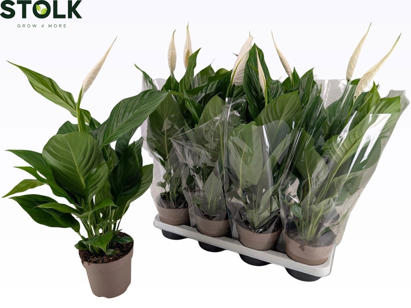 Spathiphyllum 14cm 'Sweet Silvio', D 14