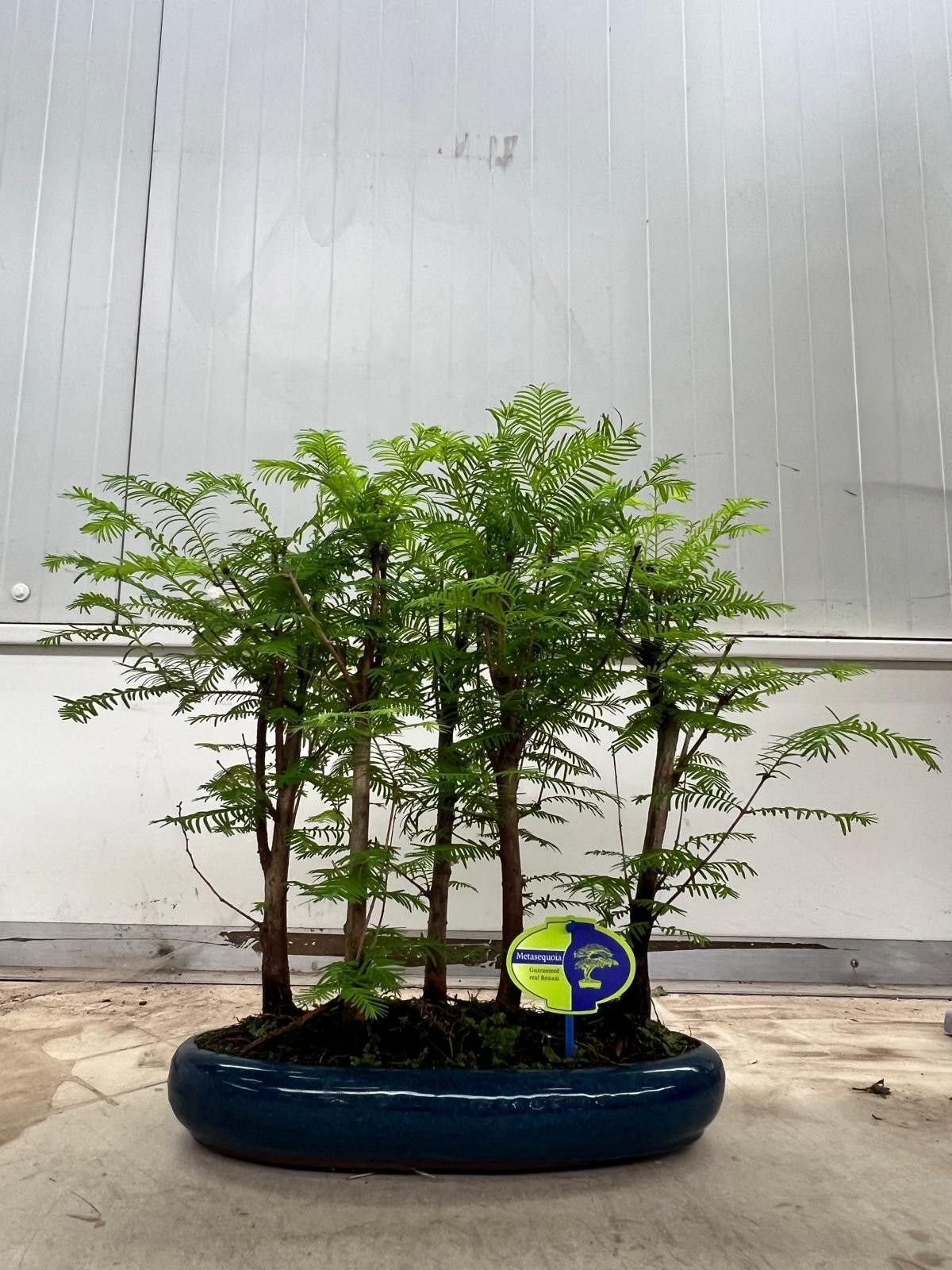 Metasequoia glyptostroboides, 35cm, group, 5 stem., D 35 cm Metasequoia glyptostroboides, 35cm, group, 5 stem., D 35 cm