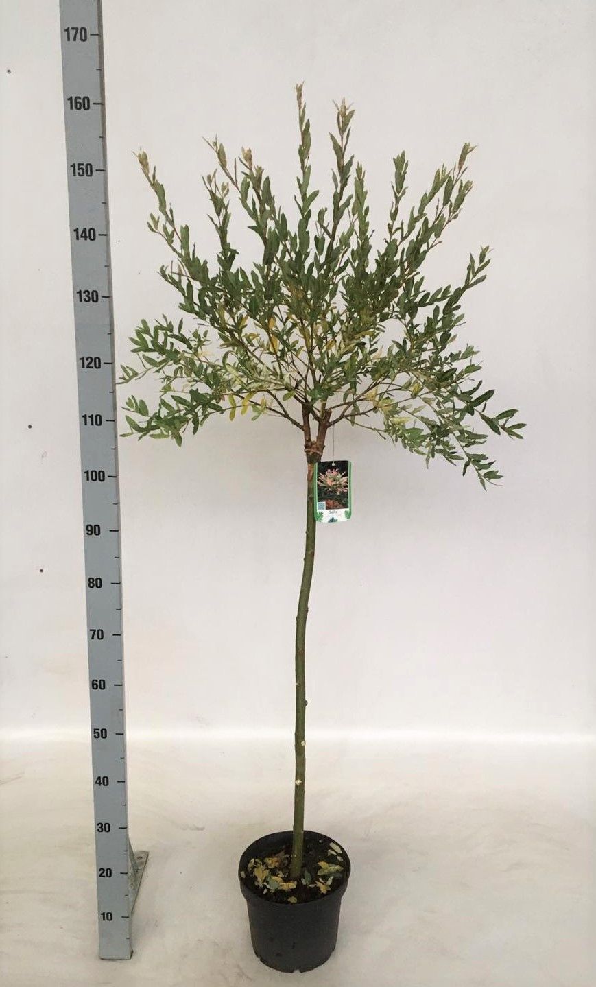 Salix integra 'Hakuro Nishiki', D 23 cm