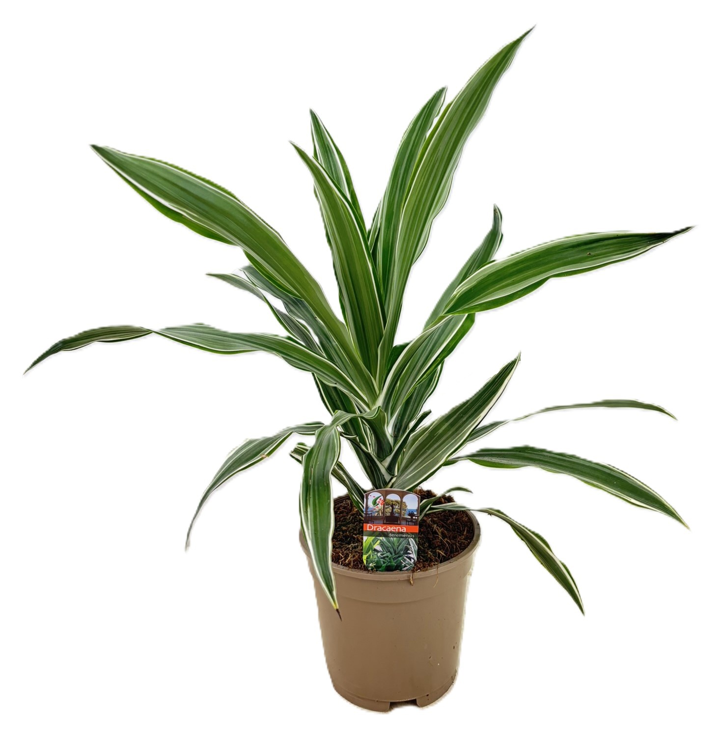 Dracaena deremensis warneckei kopstek, D 17