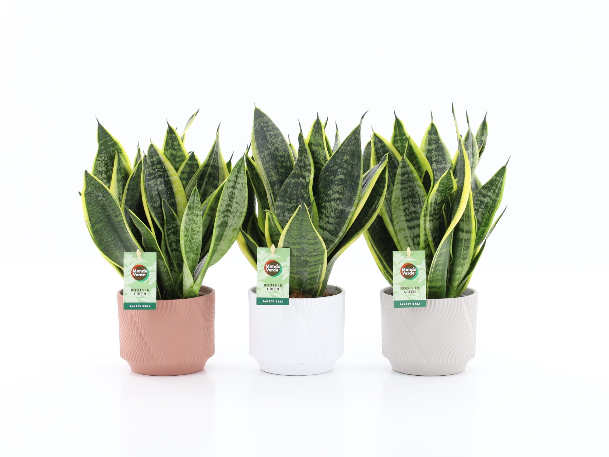 Sansevieria 'Futura Superba' in Rodena keramiek, D 13
