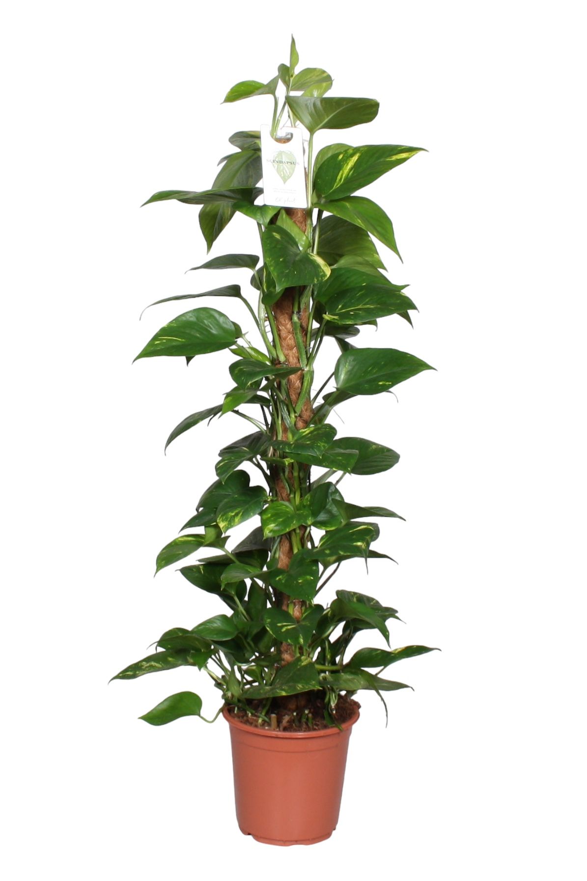 Epipremnum pinnatum mosstok 100cm Scindapsus, D 21