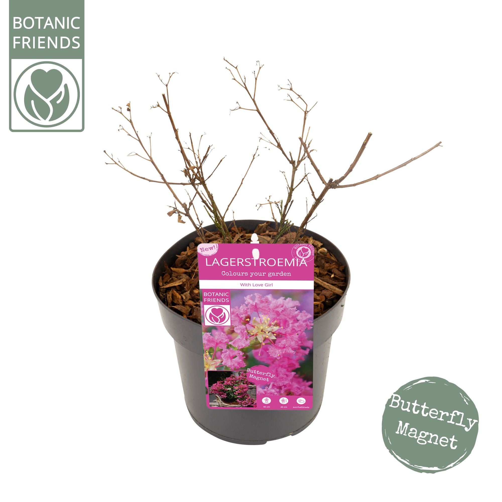 Lagerstroemia ind. 'With Love Girl', D 19