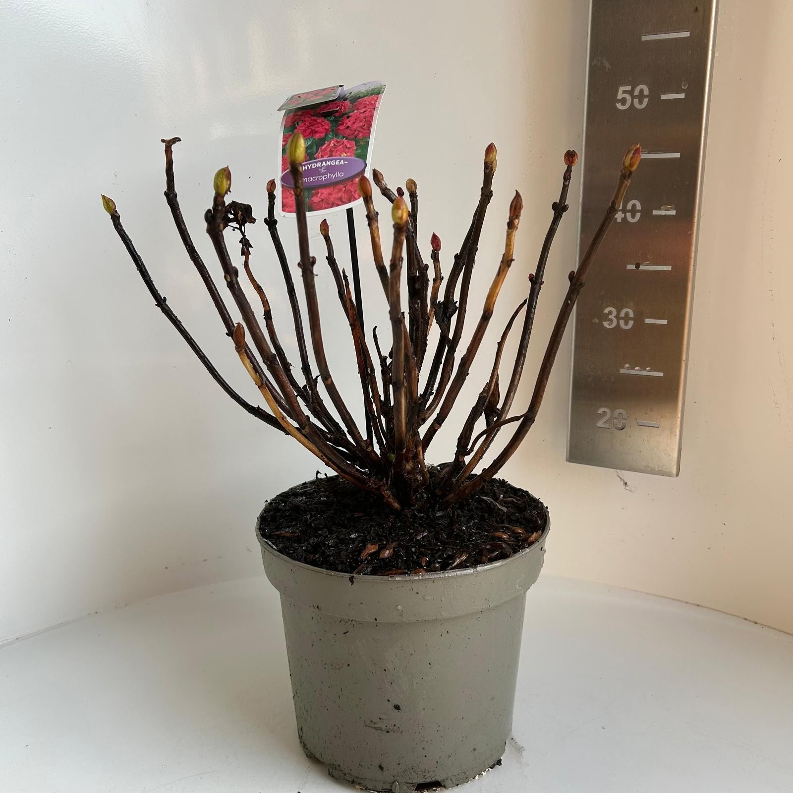 Hydrangea macrophylla Royal Red, D 23