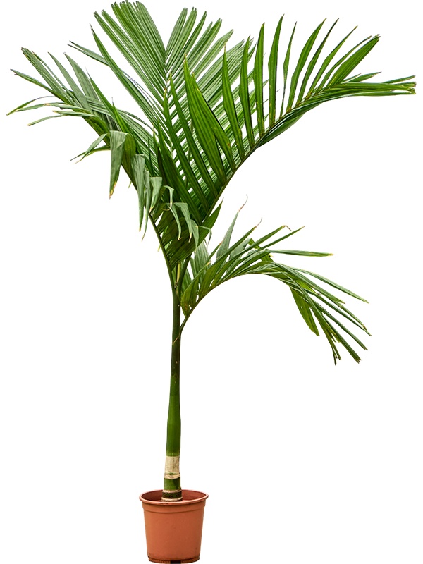 Areca catechu, D 27 cm