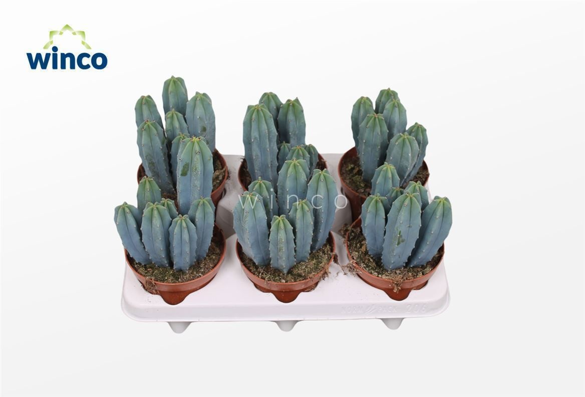 Myrtillocactus Geometrizans, D 12