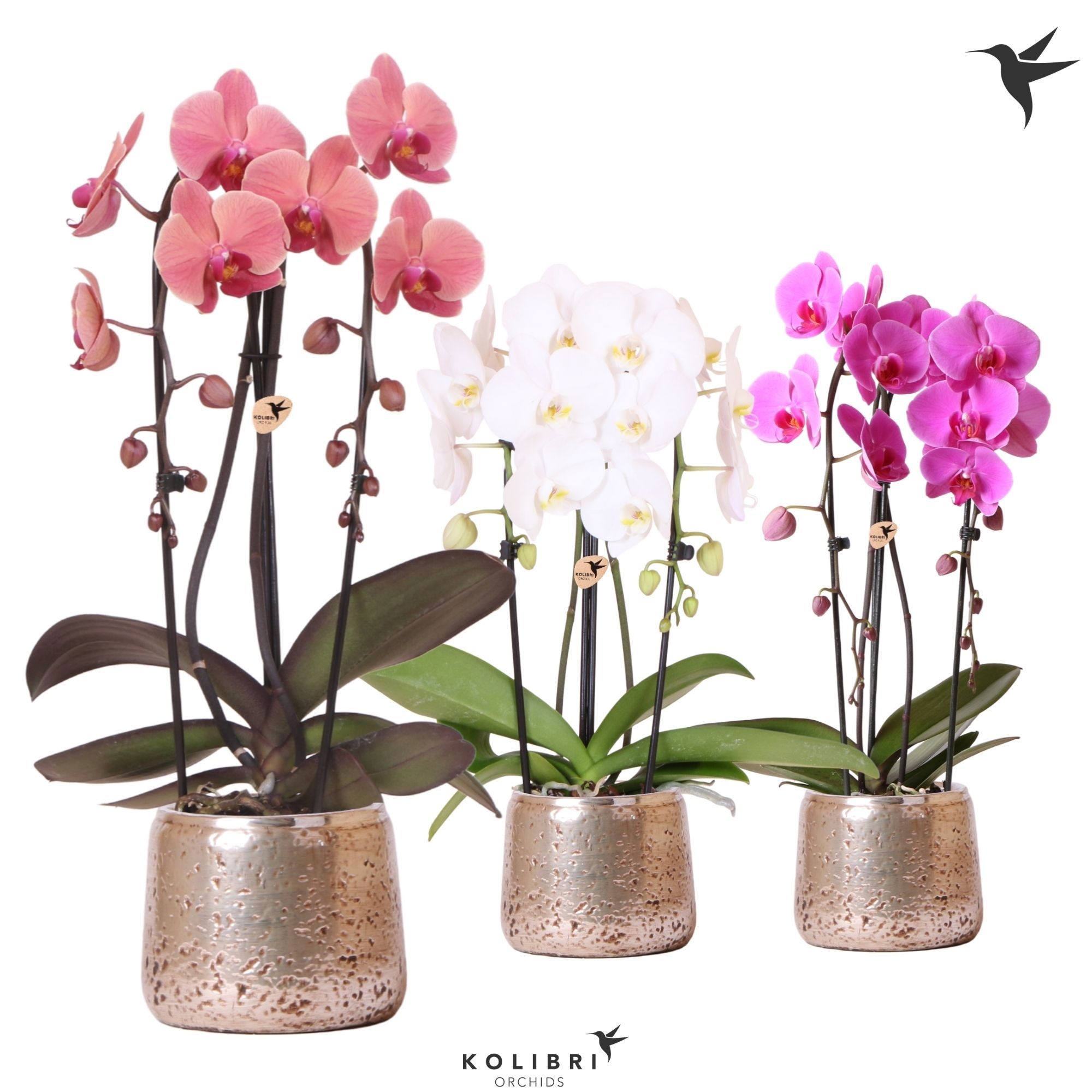 Kolibri Orchids Phalaenopsis Cascade Niagara Fall mix 2 spike in Luxury pot silver, D 12