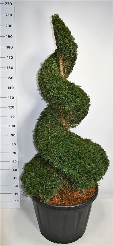 Taxus baccata, D 80