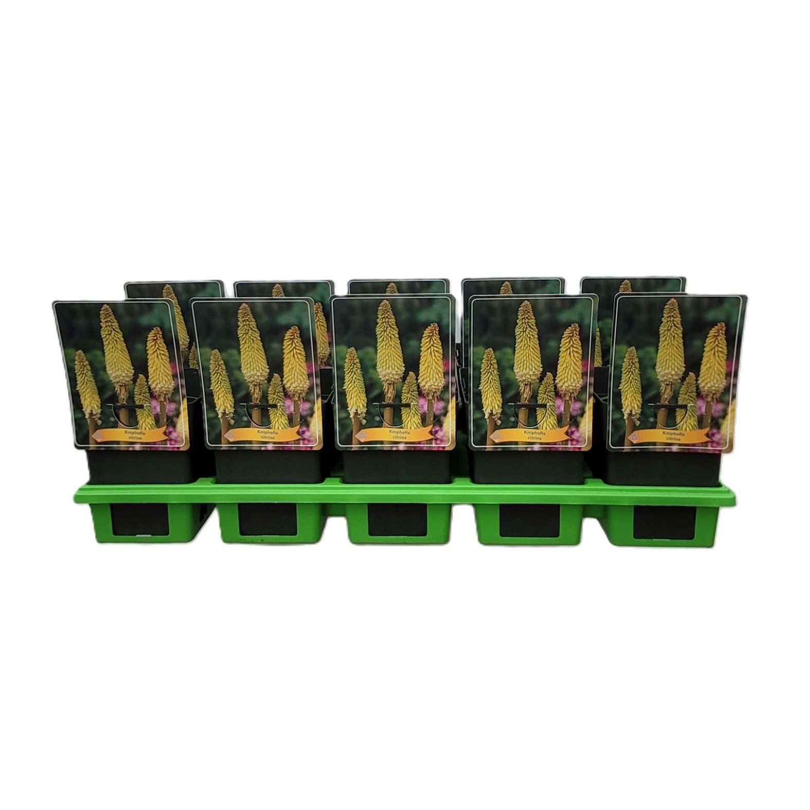 Kniphofia Citrina P11, D 11