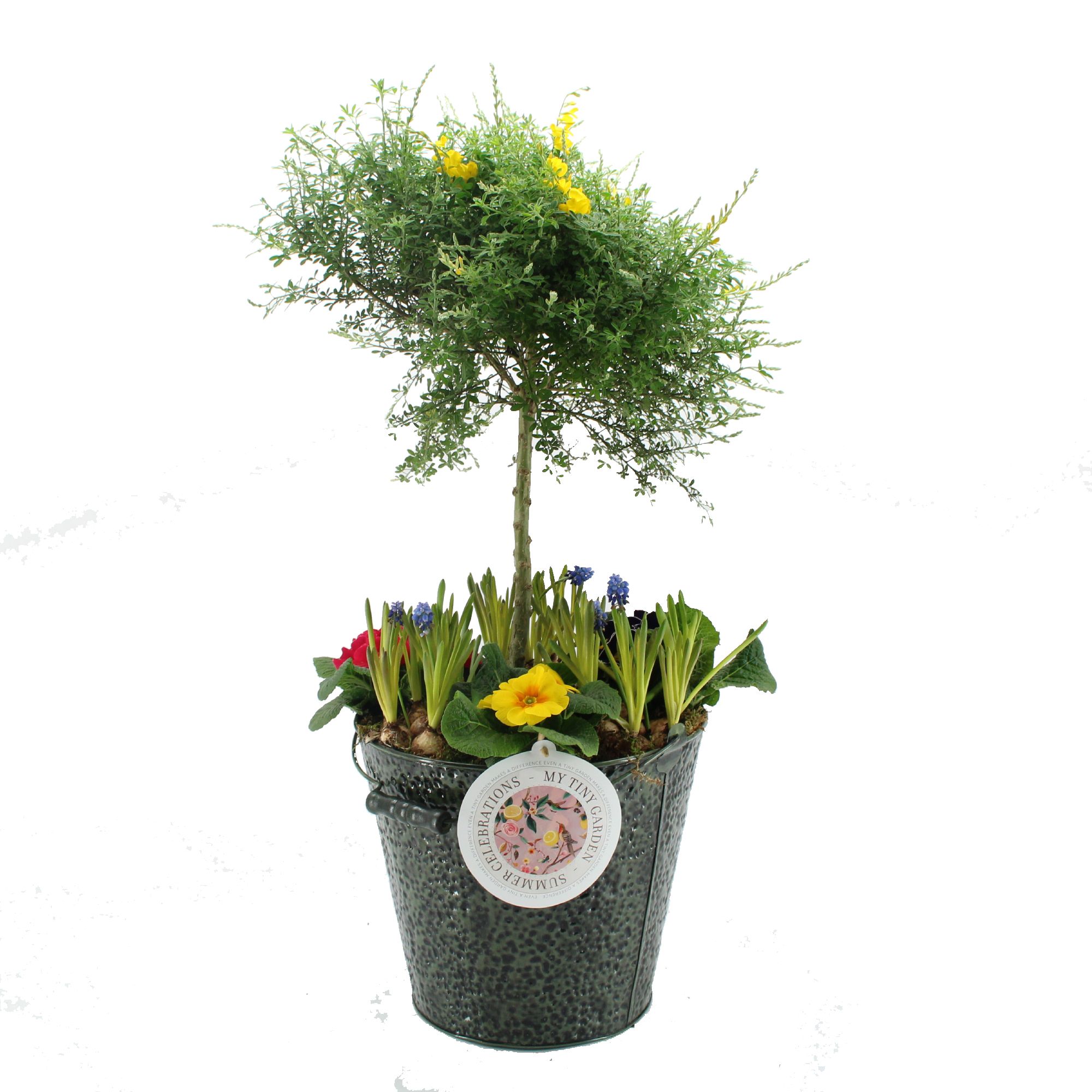 MTG-CY-06 XL My Tiny Garden Cytisus, D 30