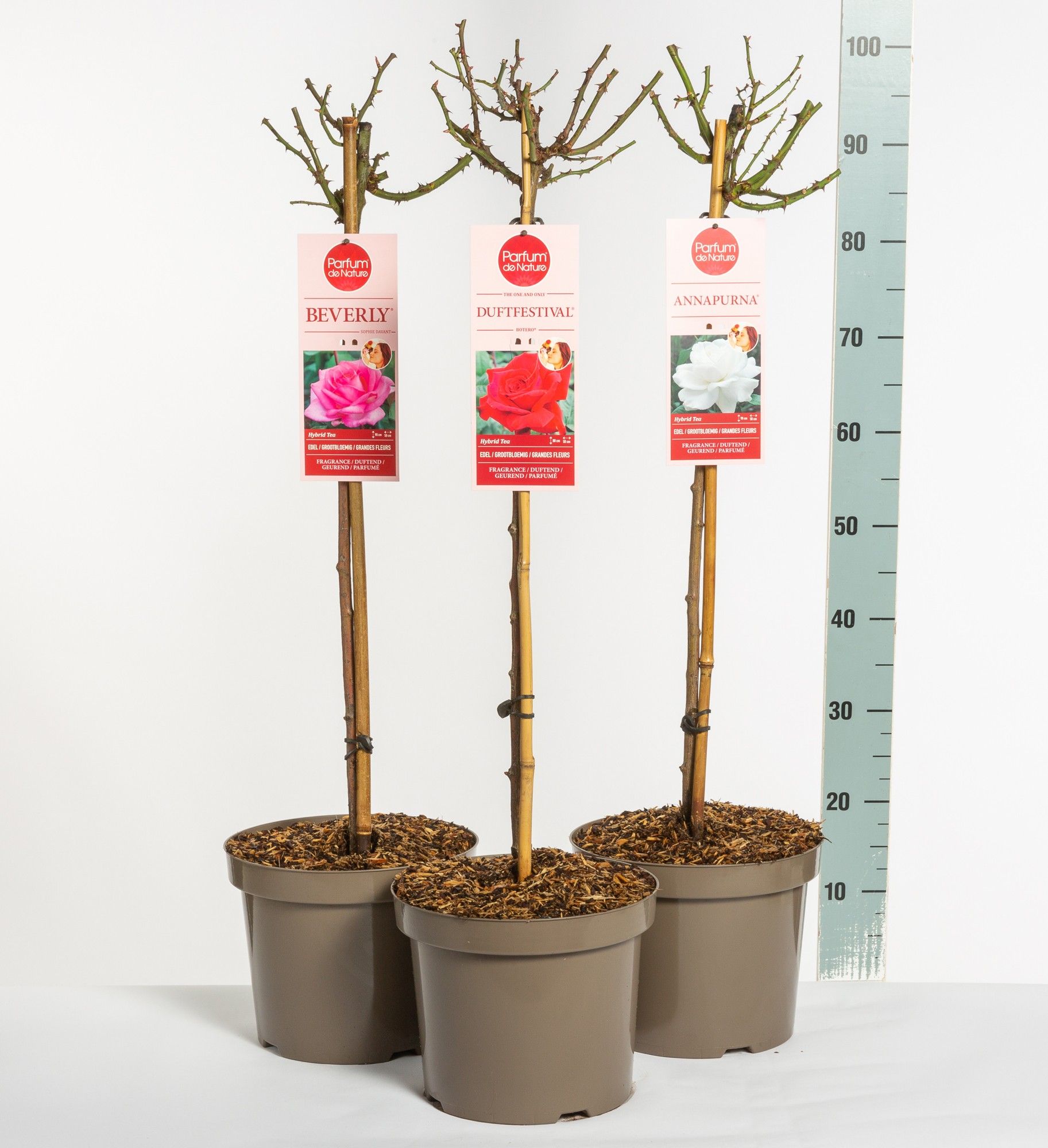 Parfum de Nature mix, stam 70, C7.5, D 26 cm