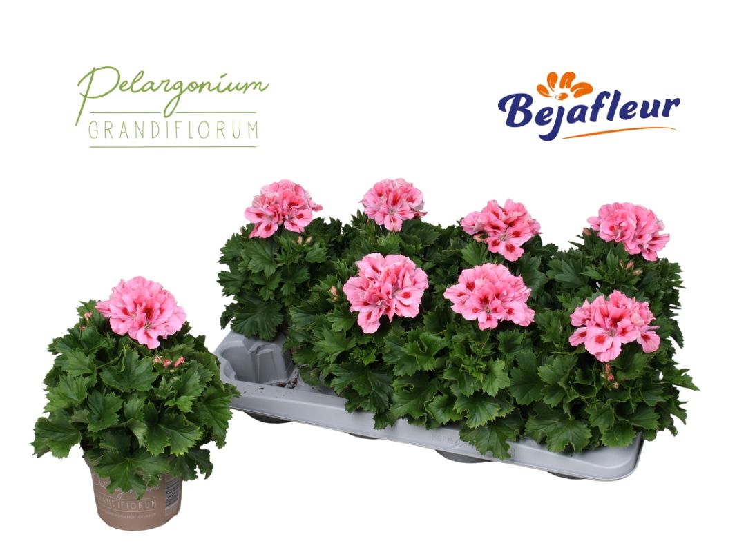 Pelargonium Grandiflorum Fenna, D 12