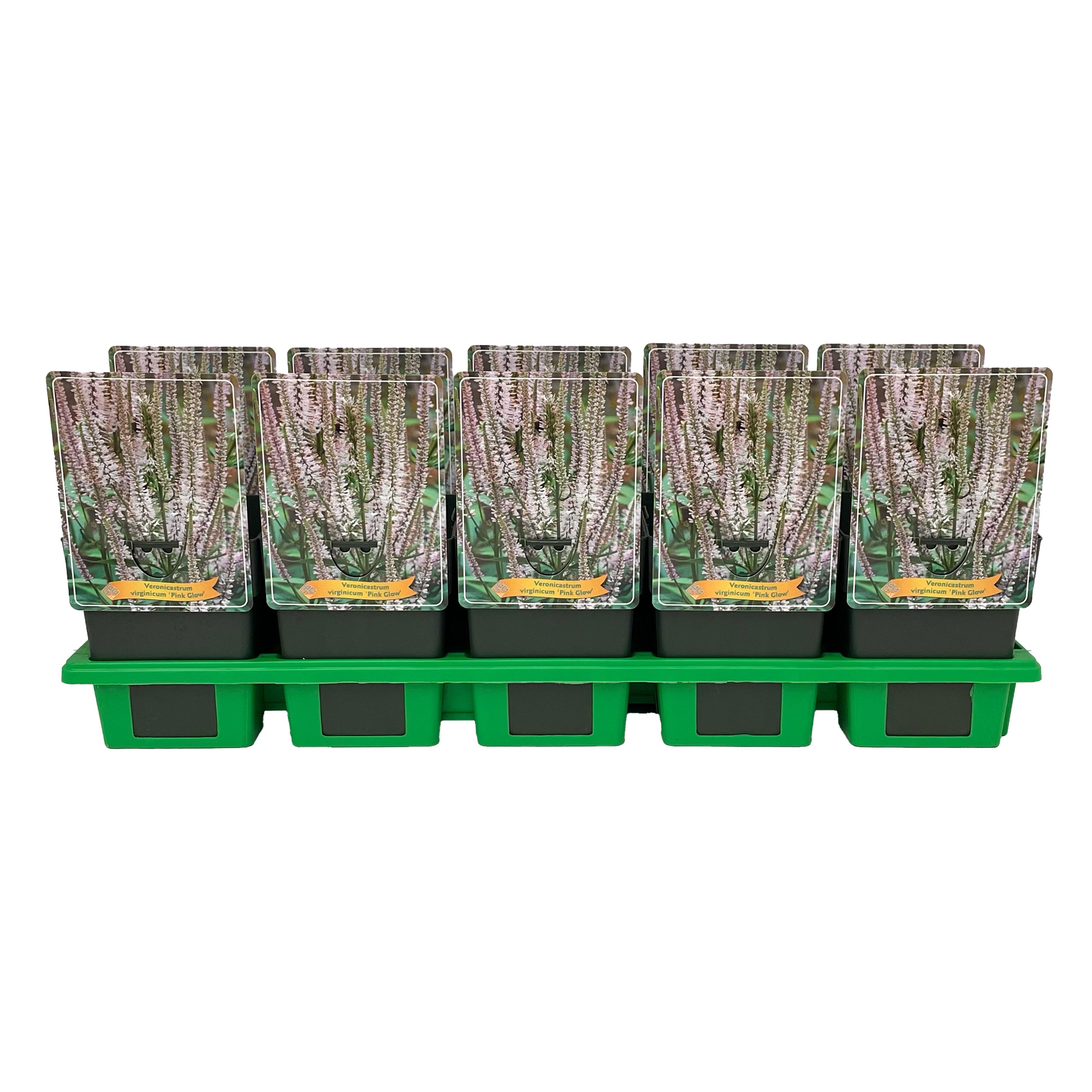 Veronicastrum virginicum 'Pink Glow' P11, D 11