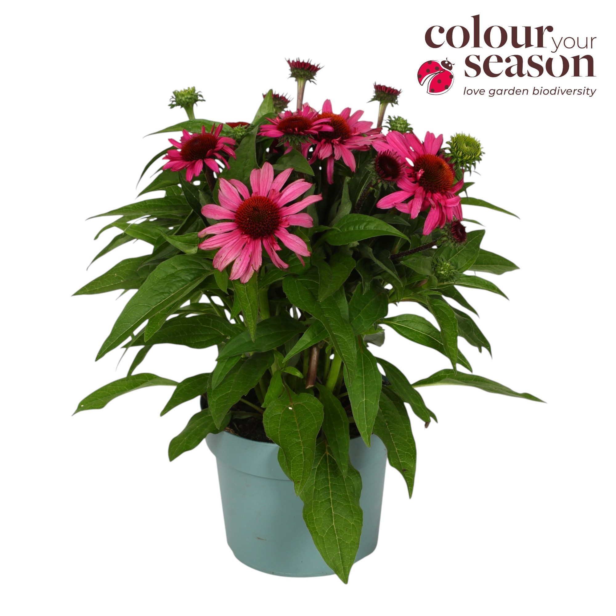 Echinacea Mooodz Courage P19, D 19