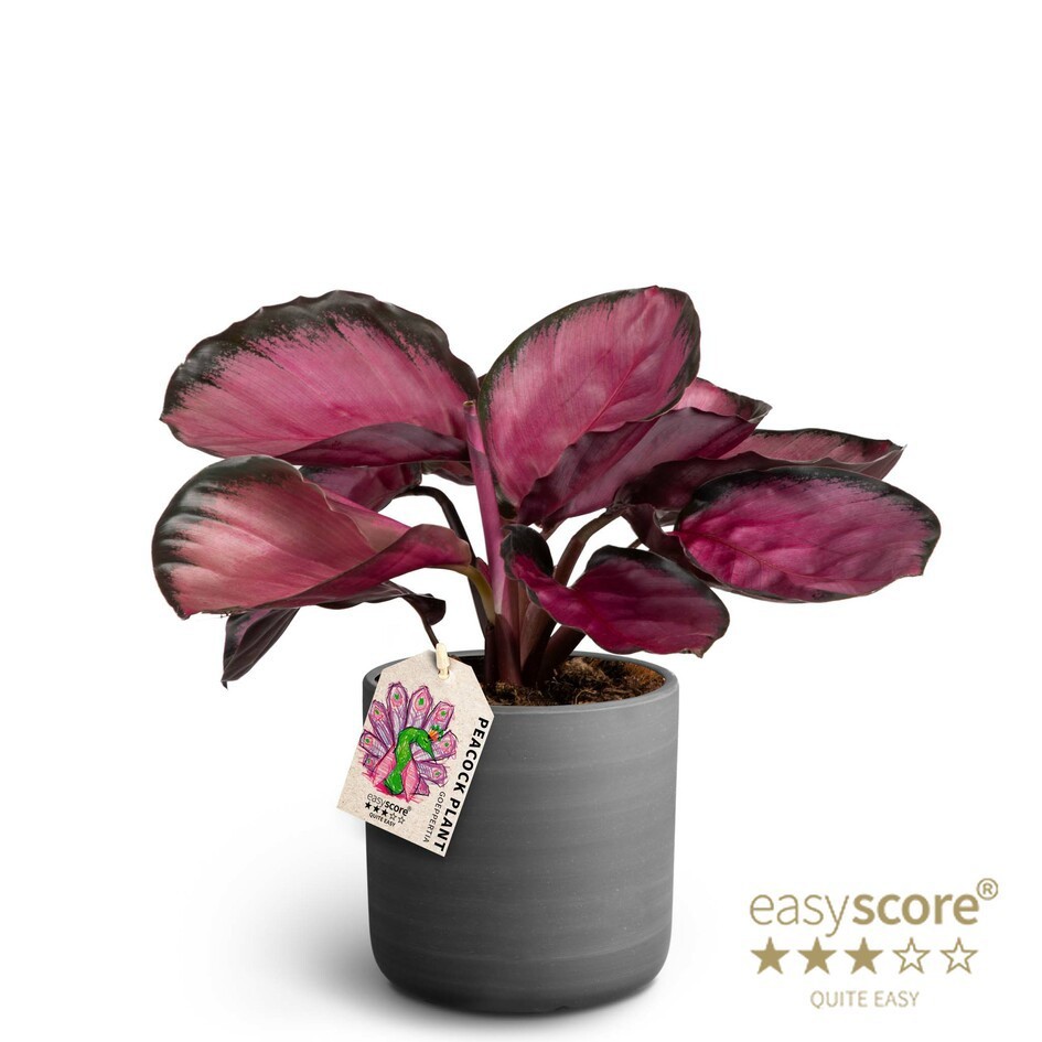 CALATHEA SPECIES 41110950 Raw Black Rosey, D 12 cm