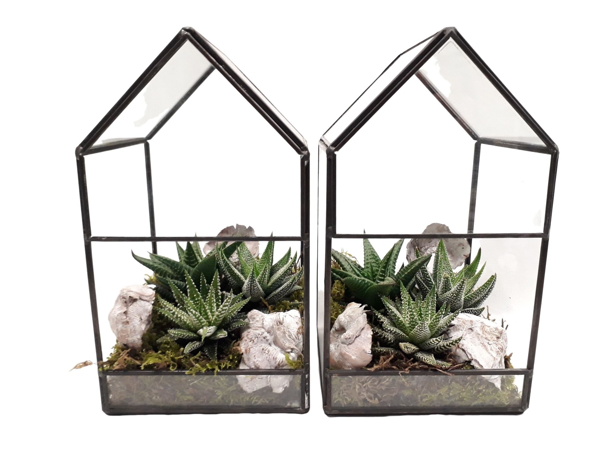 GHK12 H21 Terrarium glashouse Haworthia, D 12